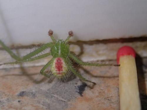 Heriaeus hirtus